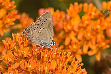 《Apex英雄》更新彻底封禁手柄配置文件位移作弊方法